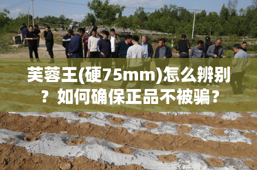 芙蓉王(硬75mm)怎么辨别？如何确保正品不被骗？